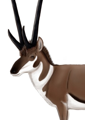 Tetrameryx