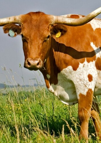 Texas Longhorn