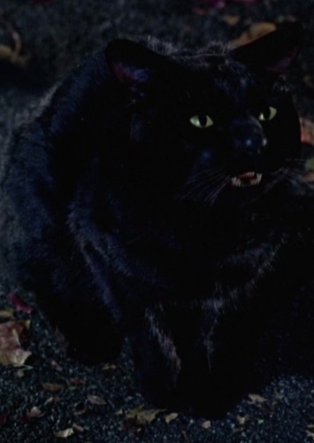 Thackery binx