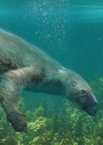 Thalassocnus