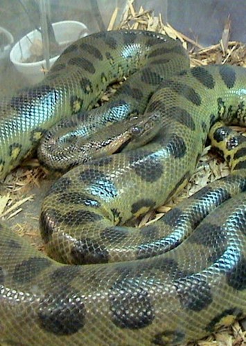 Hizz the Anaconda