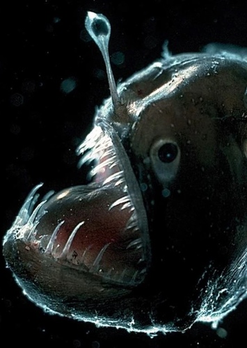 The Anglerfish