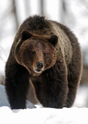 The Bear