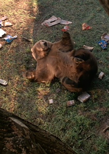 The Bear