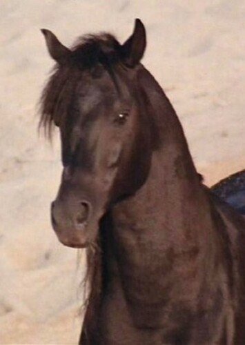 The Black Stallion