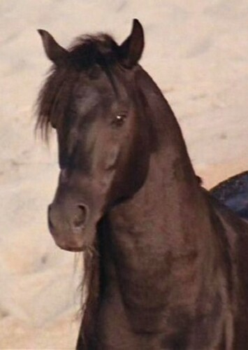 The Black Stallion