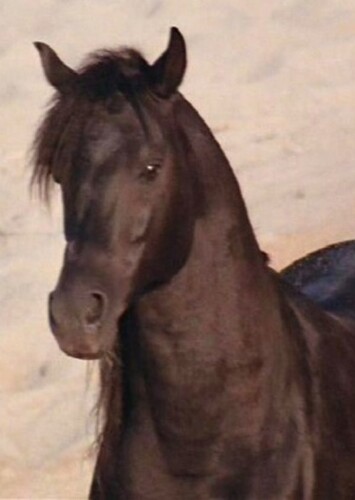 The Black Stallion