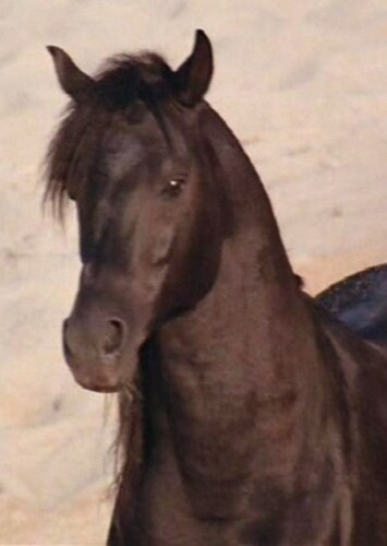 The Black Stallion