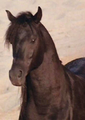 The Black Stallion