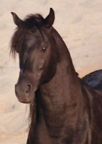 The Black Stallion