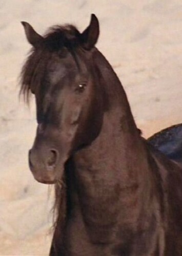 The Black Stallion