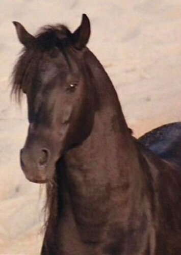 The Black Stallion (The Black Stallion)