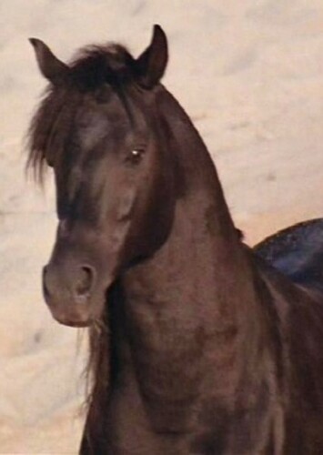 The Black Stallion (The Black Stallion)
