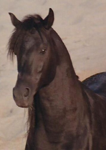 The Black Stallion (The Black Stallion)