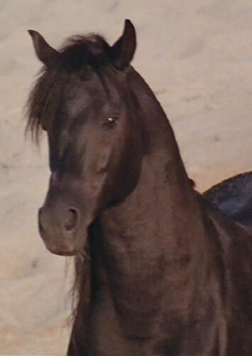 The Black Stallion (The Black Stallion)