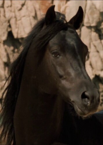 The Black Stallion (The Black Stallion)