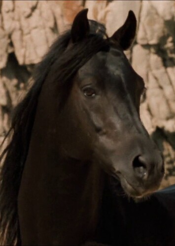 The Black Stallion (The Black Stallion)