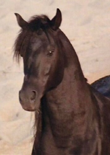 The Black Stallion (The Black Stallion)