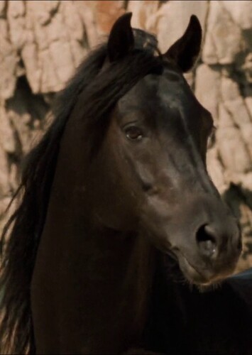 The Black Stallion (The Black Stallion)