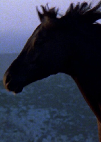The Black Stallion (The Black Stallion)