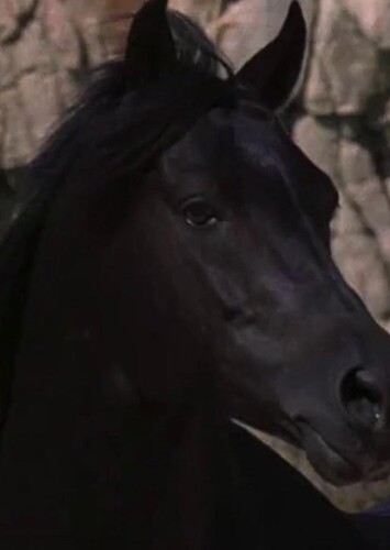 The Black Stallion (The Black Stallion)