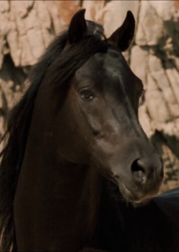 The Black Stallion (The Black Stallion)
