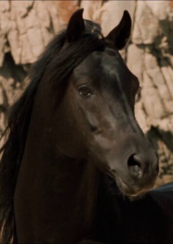 The Black Stallion (The Black Stallion)