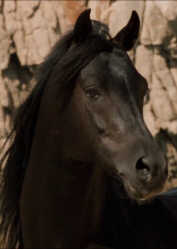 The Black Stallion (The Black Stallion)