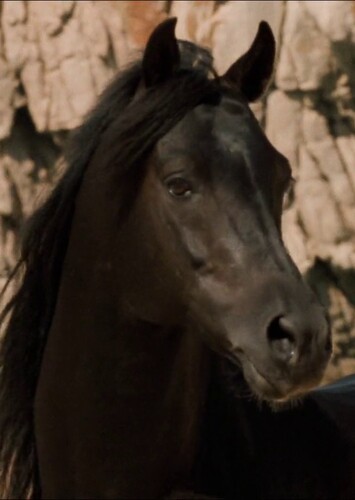The Black Stallion (The Black Stallion)