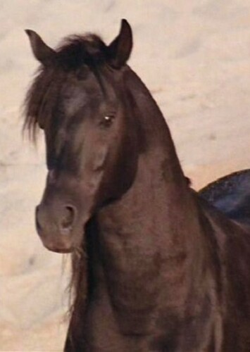 The Black Stallion (The Black Stallion)