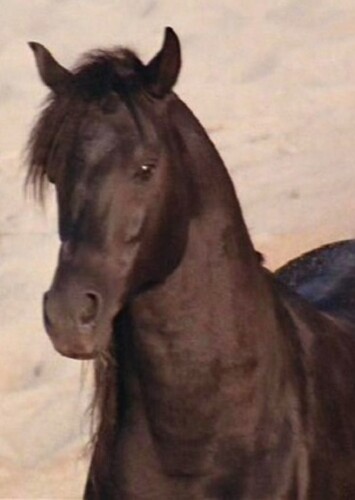 The Black Stallion (The Black Stallion)