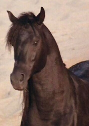 The Black Stallion (The Black Stallion)