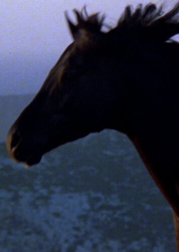 The Black Stallion (The Black Stallion)