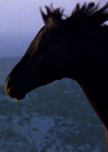 The Black Stallion (The Black Stallion)
