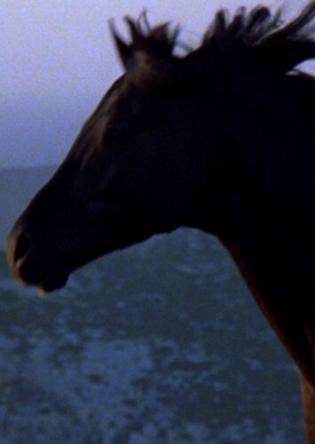 The Black Stallion (The Black Stallion)