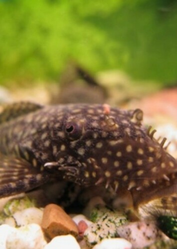 The Bottom Feeder