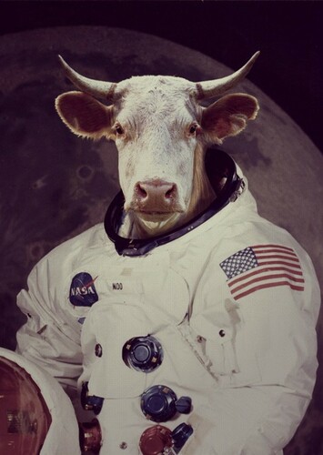The Cow that Jumped Over the Moon