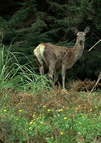 The Deer