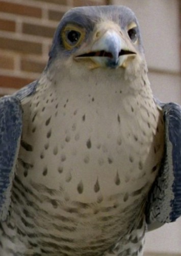 The Falcon