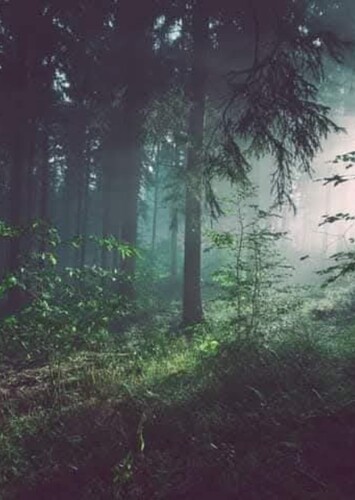 The Forest - Scene Setting