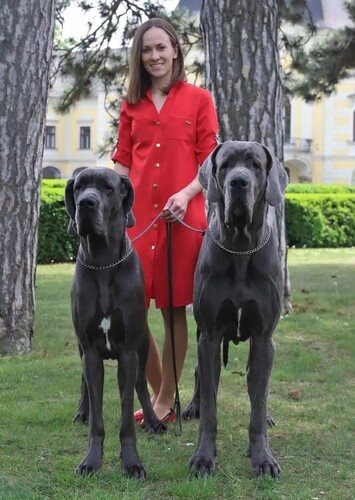 The Gentle Soul of the Great Dane