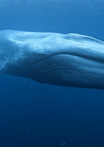 The Giant Blue Whale