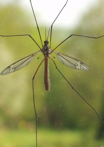 The Giant Mosquitoes
