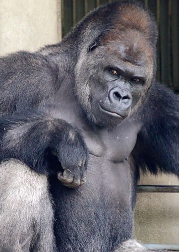 Gor the Gorilla