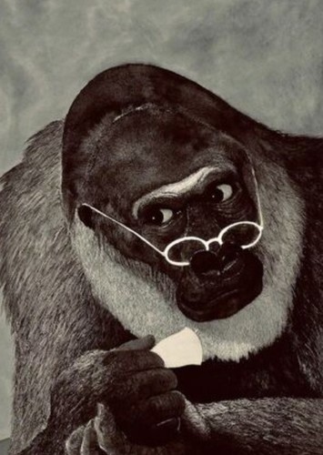 The Gorilla Judge
