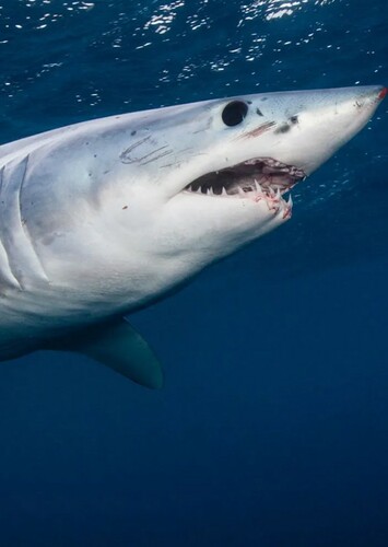 The Great White Shark