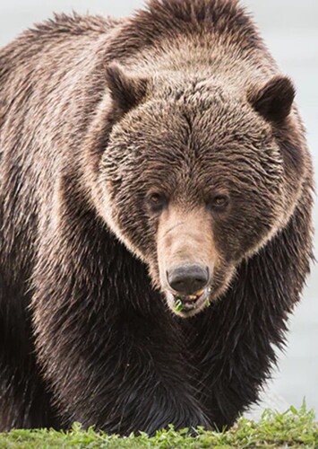The Grizzly Bear