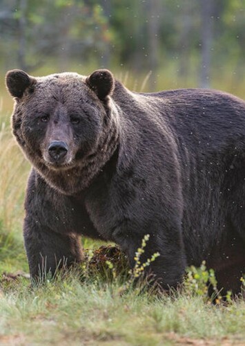 The Grizzly Bear