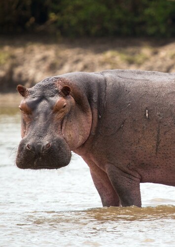 The Hippopotamus