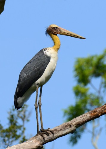 The Lesser Adjutant